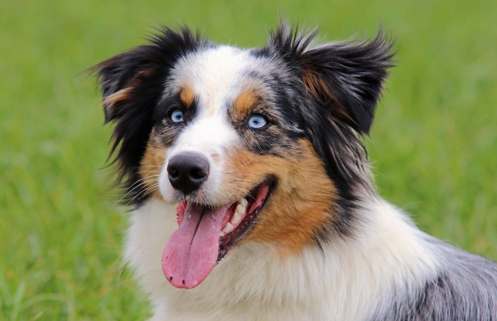 Why Does My Aussie Shepherd Pant So Much Answers Cooling Tips Printies